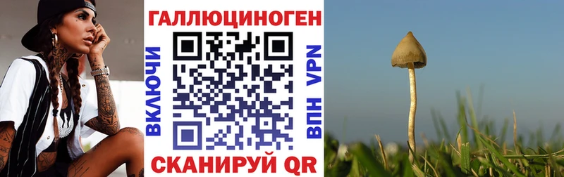 Галлюциногенные грибы Psilocybine cubensis  Петрозаводск 